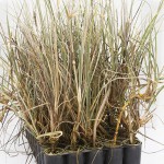 BEACH SPINIFEX